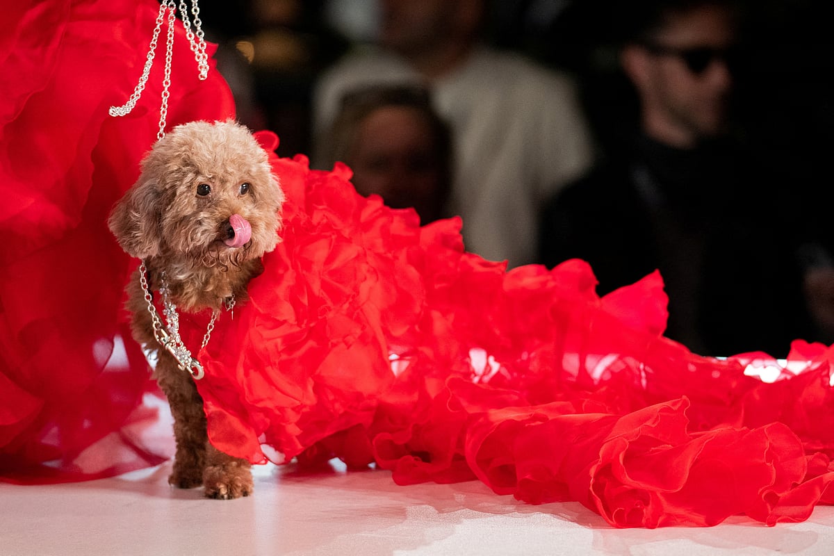 Valentine, a Poodle, walks on the runway during the CatWalk FurBaby show during the New York Fashion Week in New York, US, 10 February, 2023.