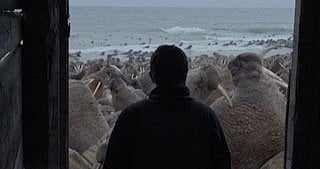 In this undated handout screengrab provided by The New Yorker on 6 March, 2023, marine biologist Maxim Chakilev looks out of his Siberian hut at walruses in the Oscar-nominated short documentary 'Haulout'.