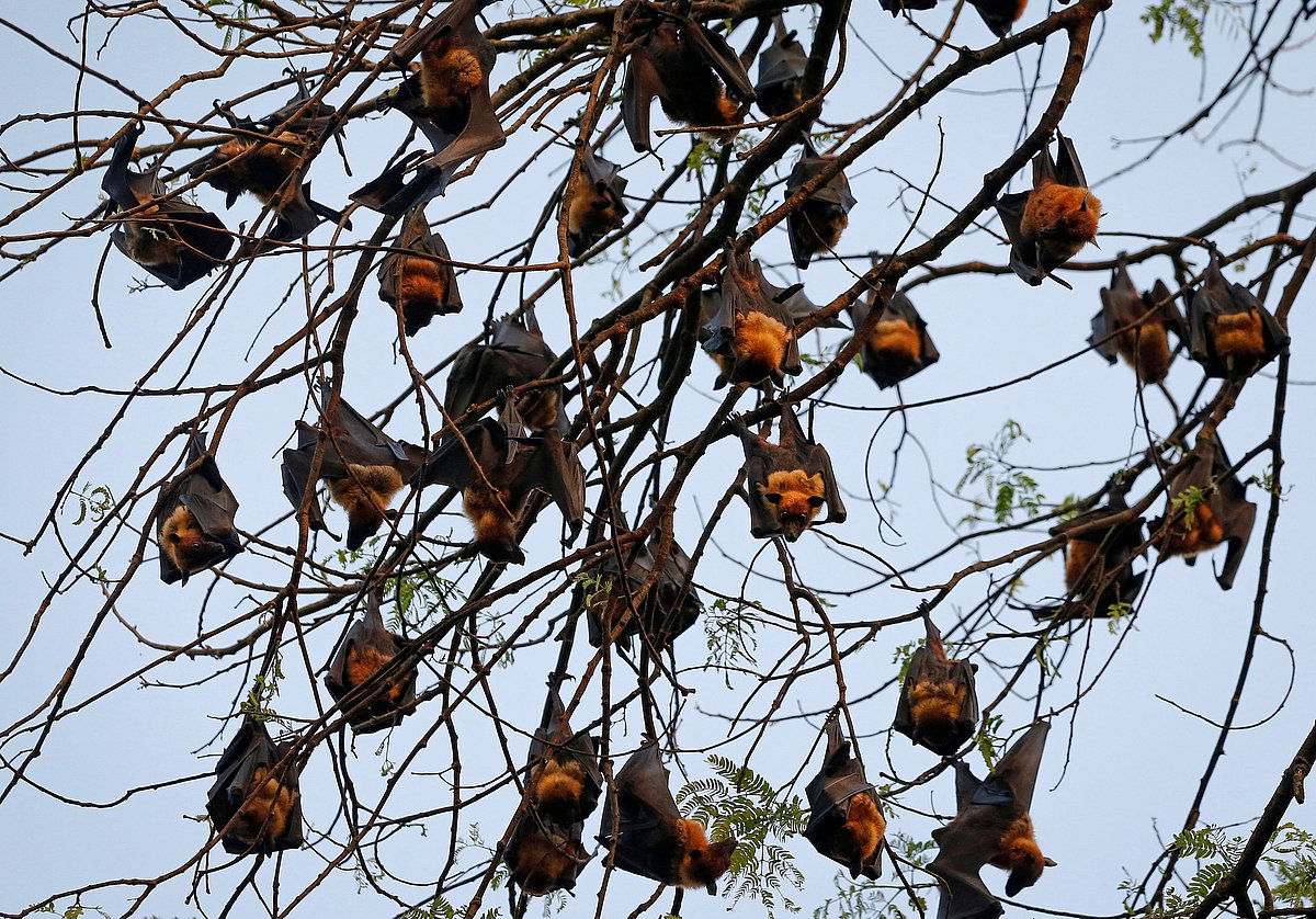 How a deadly bat virus found new ways to infect people | Prothom Alo