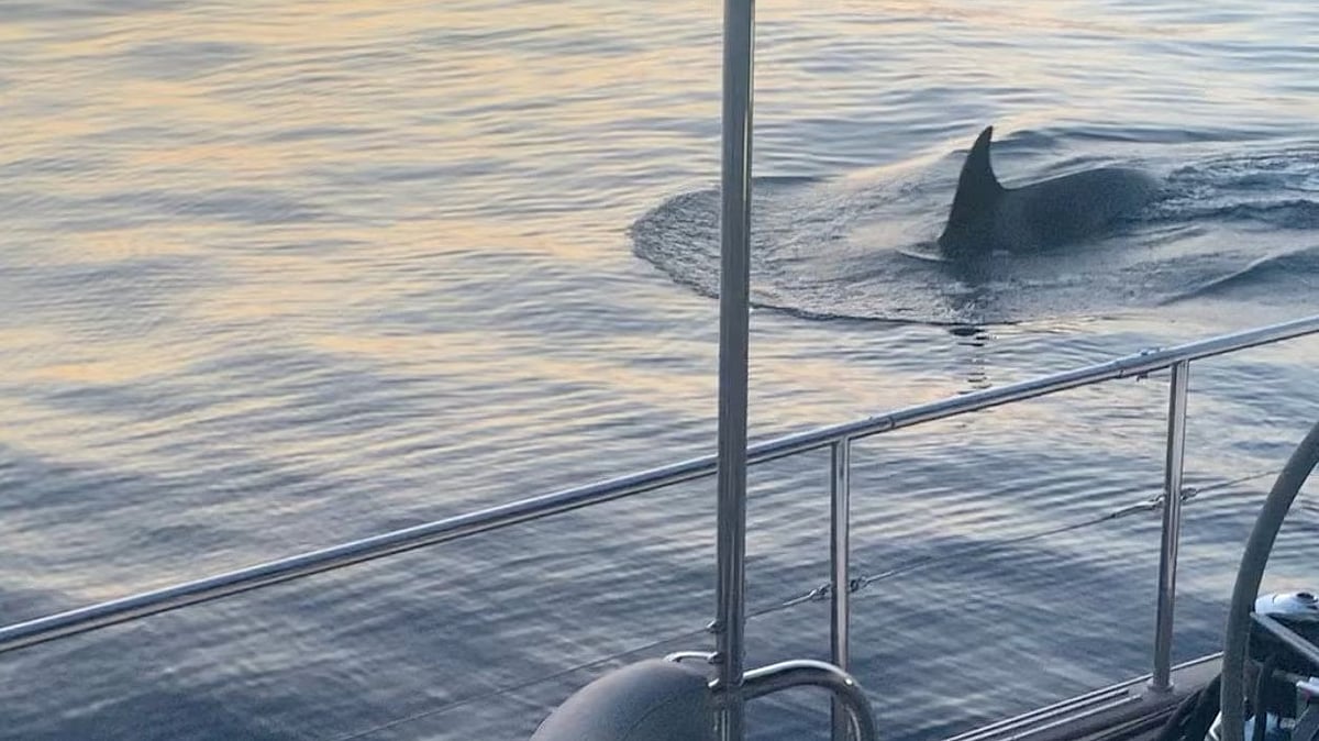 A whale swims next to a boat in the Strait of Gibraltar, Spain on 24 May, 2023, in this still image obtained from a social media video.
