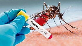 Dengue: One Death, 113 Hospitalized in 24 Hours
