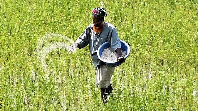 A farmer spreading fertiliser around  his paddy field