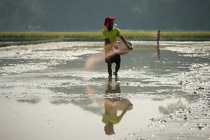 A farmer sprinkles fertiliser to prepare his field for sowing Boro paddy seedlings in the Lakutia area of Kashipur in Barishal on 22 December 2024.