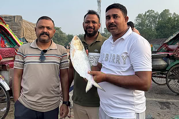 A hilsa weighing approximately 1.8 kg was sold at auction at the Daulatdia Ghat in Rajbari. Photo taken this morning in the ghat area