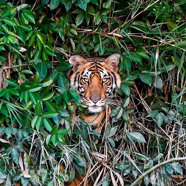 Tiger in the Sundarbans