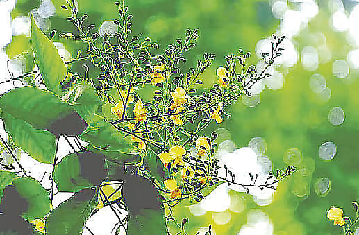 Towering trees on Hare Road in the capital