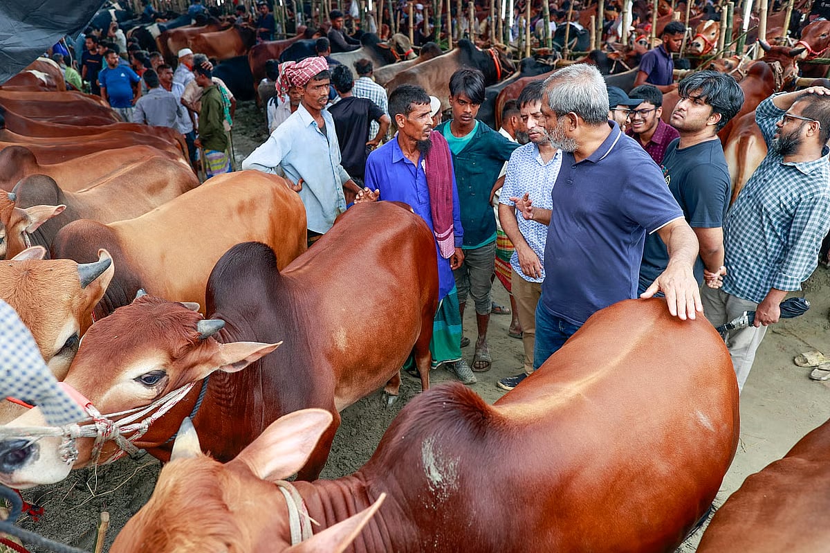 Photo shows sacrificial animals are ready for sale at the Gabtoli cattle market in Dhaka on 5 June 2025.