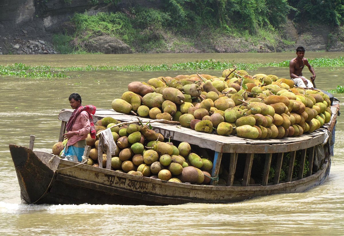 Gardeners heading to sell jackfruits at the weekly market in Rangamati town with a boat full of produce. Kaindyamukh, Rangamati, 5 July.