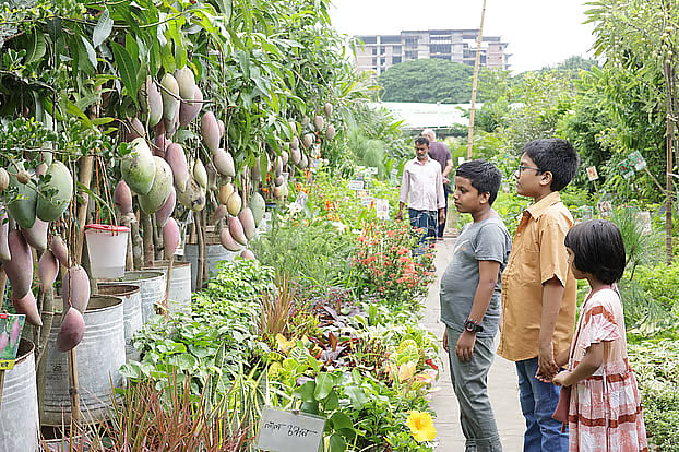 Various types of fruit trees are being sold at the tree fair.