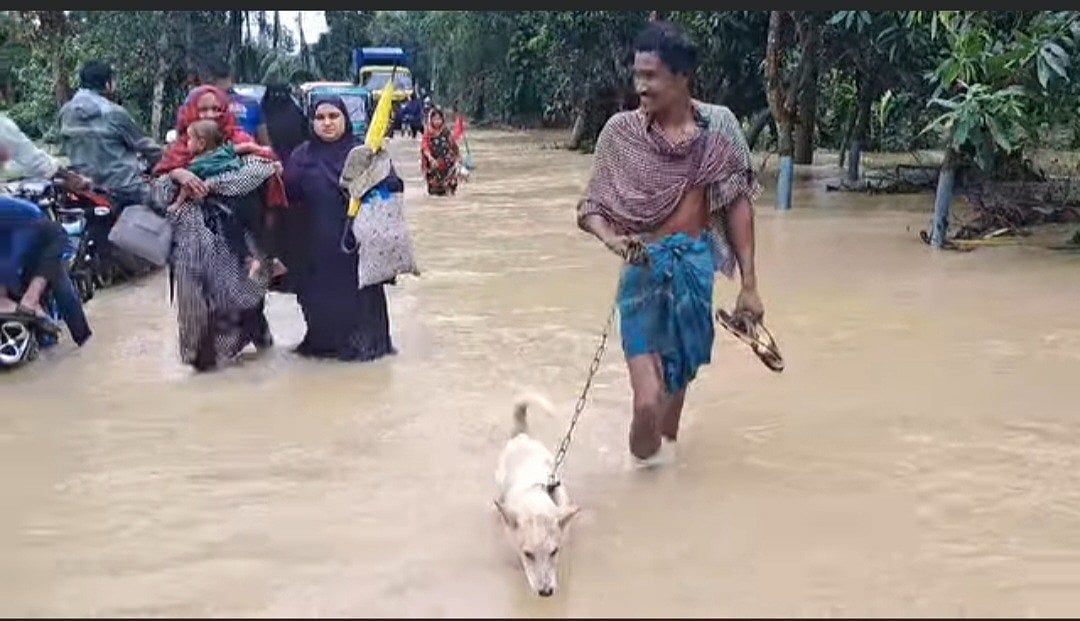 New areas in Parshuram, Fulgazi and Chhagalnaiya upazilas of Feni district are being submerged as flood control dams collapsed due to heavy rainfall and upstream flow.