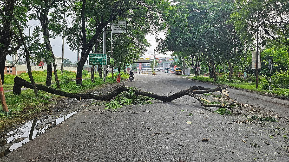 A tree has been felled and left lying across the Dhaka-Khulna highway in front of the Gopalganj Eye Hospital. This photo is taken on 17 July 2025 morning.