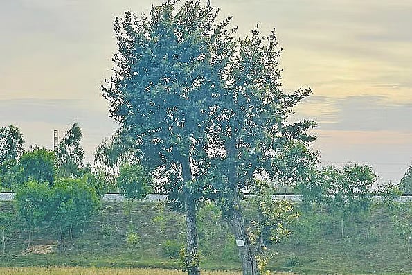 Once 30 sq km of thriving forest, now just one tree stands—felled by shrimp farming, human avarice and ADB-World Bank funding