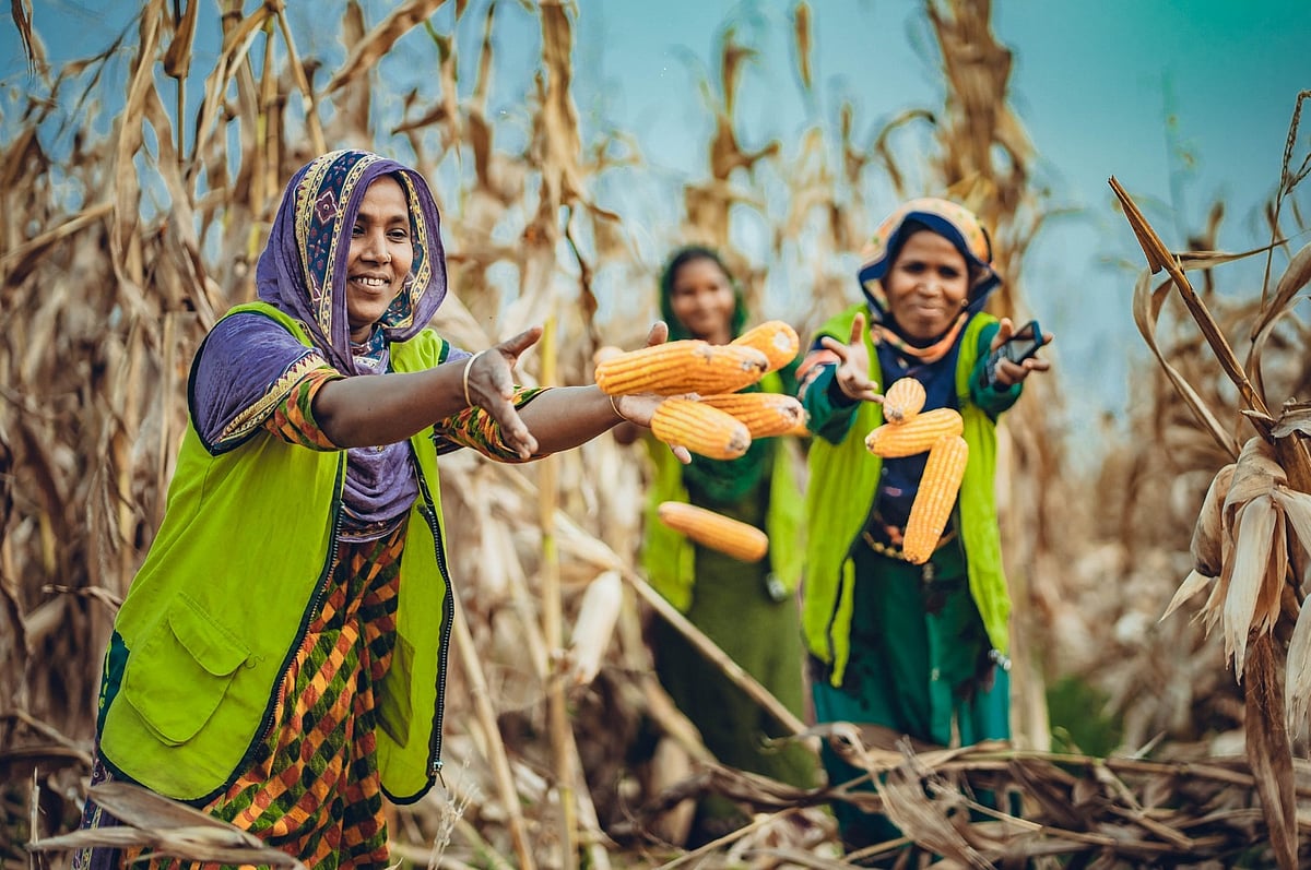 Women harvesting maize