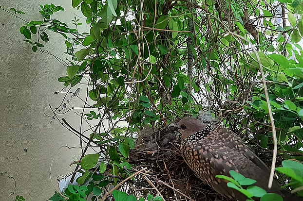 A dove makes it nest in the verandah of a flat in Dhaka city. It lays eggs and hatches chicks there