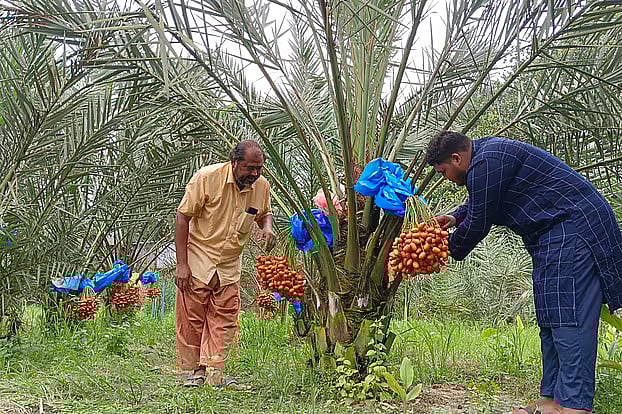 Farmer Abdul Motaleb and his son are tending to the date palm trees in their own grove in Bhaluka of Mymensingh. The photo was taken recently in Paragaon village, located in Habirbari Union of the upazila.