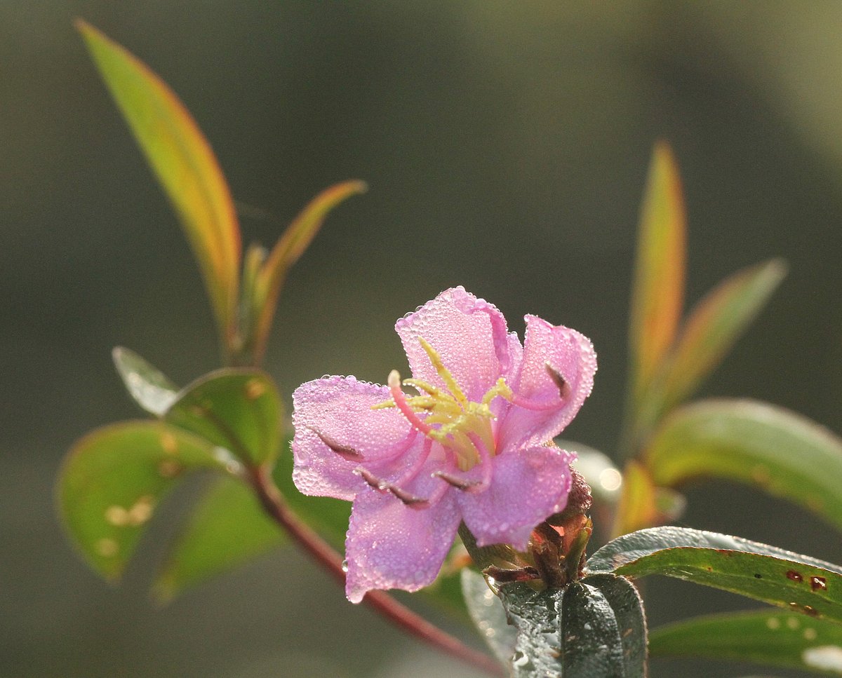 The Dantaranga flowers have enhanced the beauty in the heavy rain. The picture was taken from Monatla Adam of Rangamati on 9 August.