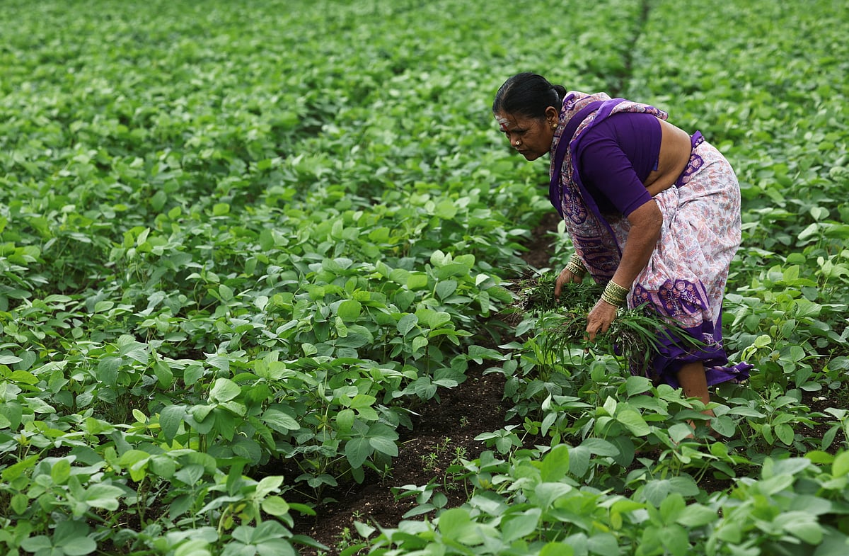 A farmer removes weeds from a soybean farm in Nashik, India, 28 July 2025.