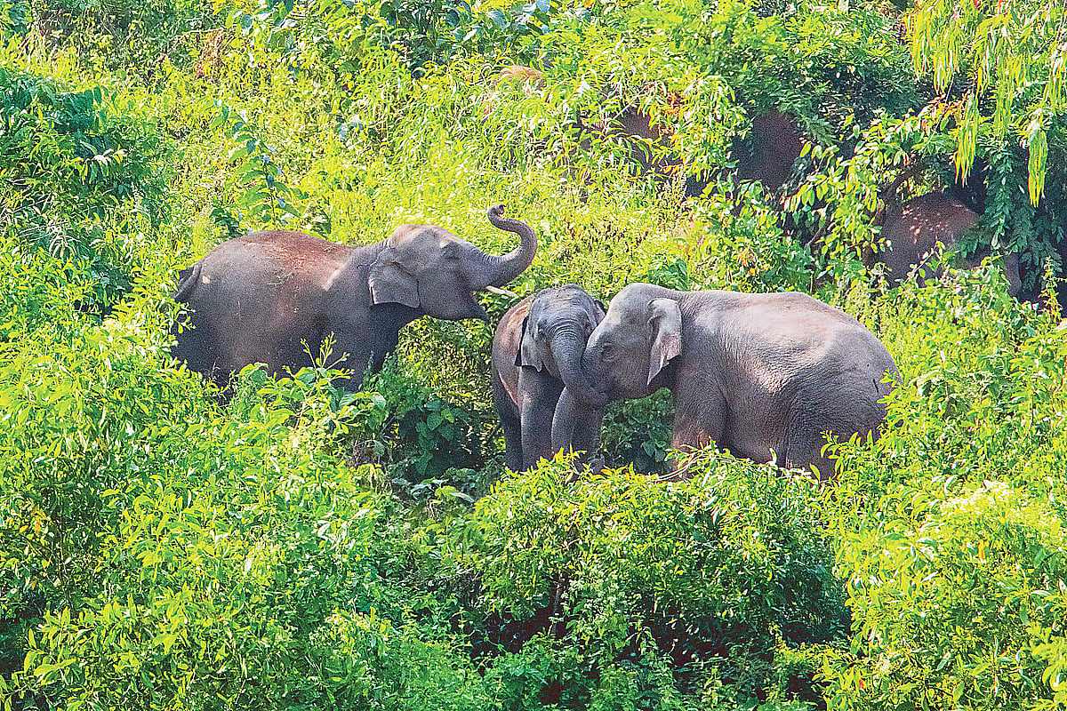 Wild elephants visit locality at Garo Hills, Sherpur in search of food