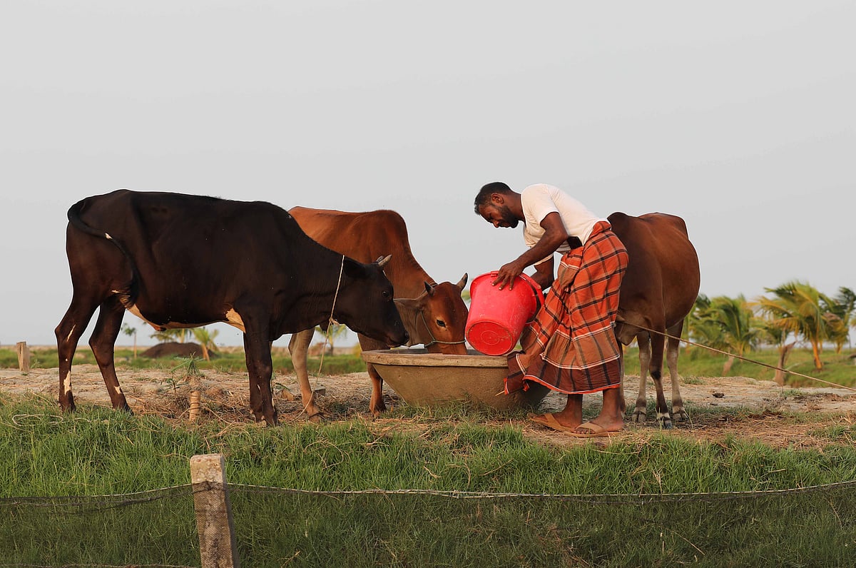 A man feeds his cattle