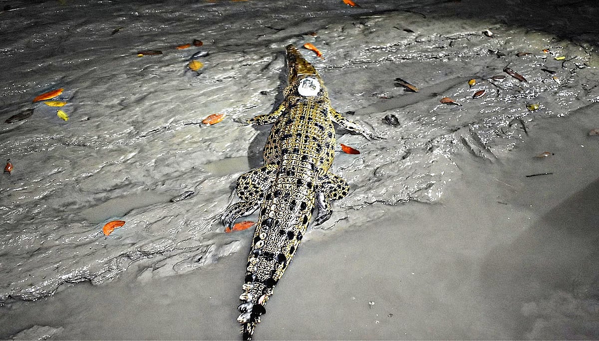 This crocodile with modern satellite transmitters attached to its back was released in the canal of the Sundarbans for research.