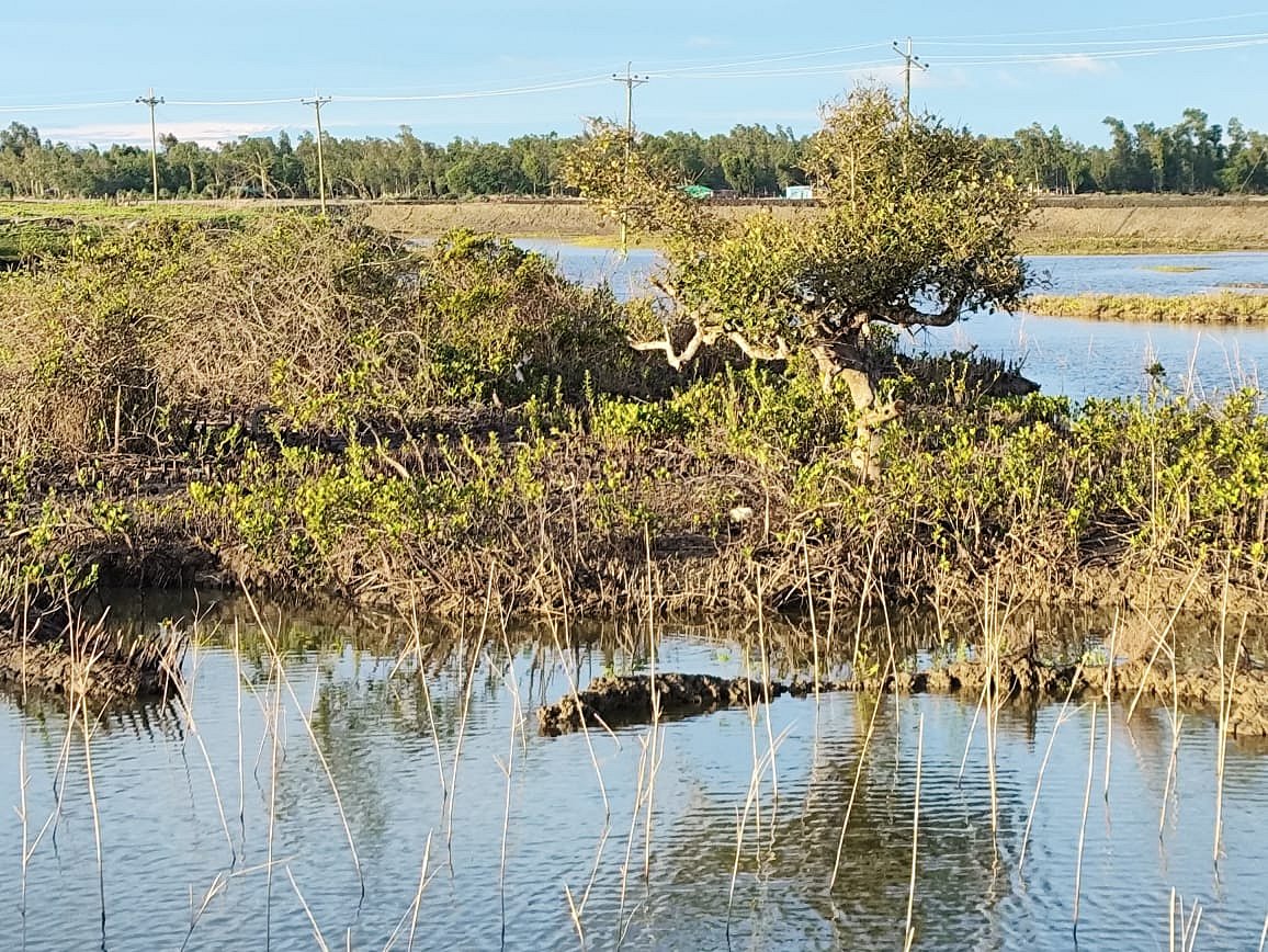 A shrimp farm has been set up by clearing Mangrove forests in Maheshkhali