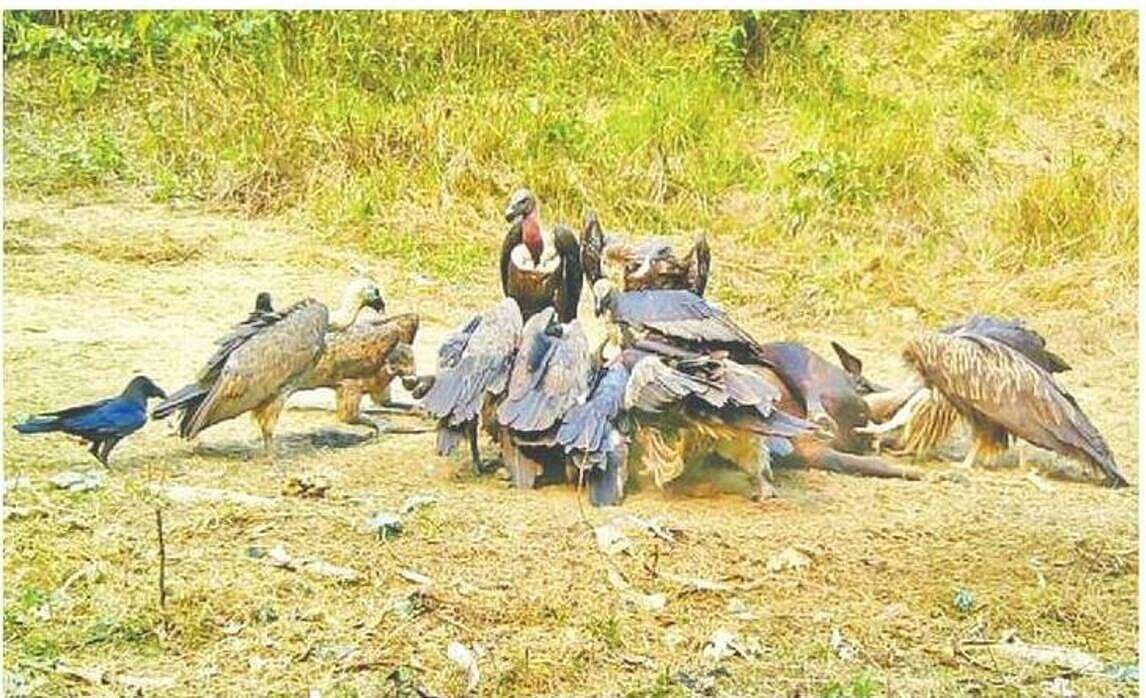 A group of 13 vultures enjoy a meal at the "vulture restaurant" or feeding station in the Rema-Kalenga forest in Habiganj.