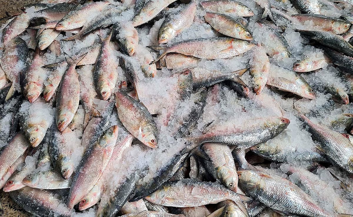 Some large hilsa are being caught in some trawlers off the Cox’s Bazar coast. These hilsa are sent to Dhaka. Photo taken from the Fishery Ghat area in Cox's Bazar on 30 August 2025.
