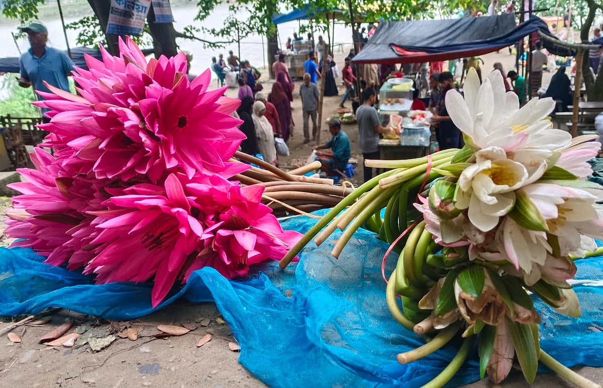 Red and white water lilies on sale.