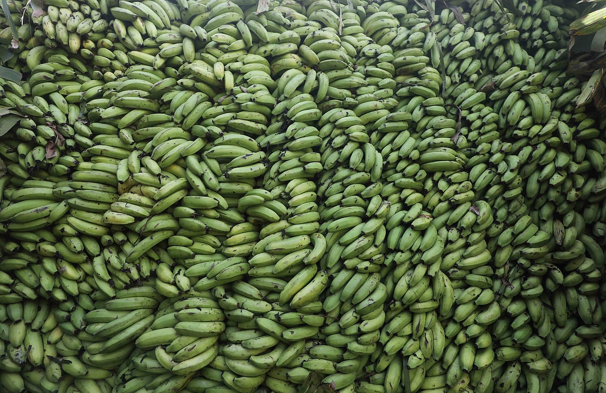 A pile of bananas on the truck