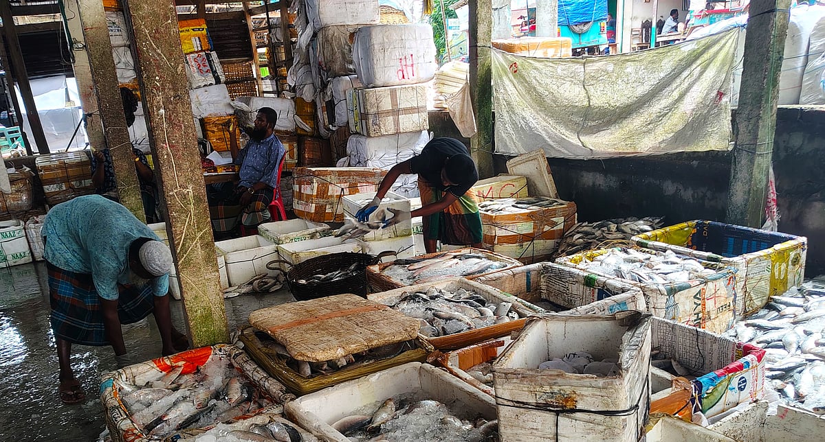Hilsa season nearing its end, yet prices remain out of reach