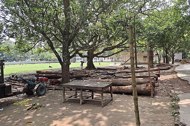 Tree logs are kept inside the school premises of Puthimari Government Primary School, located in Ward 1 of Bhayalakshmipur Union, Charghat upazila