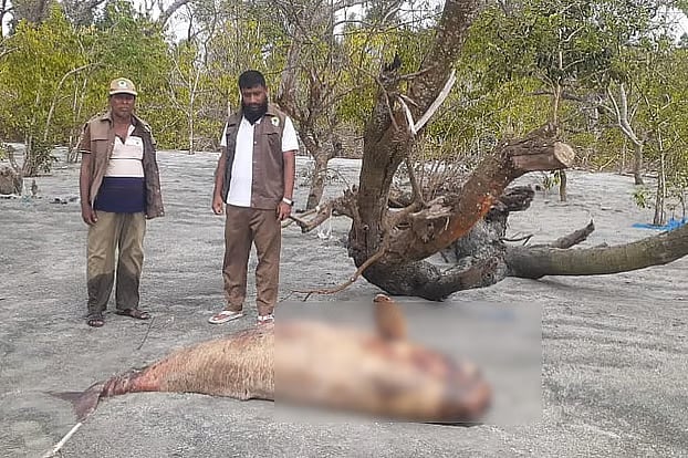 This dead Irrawaddy dolphin washed ashore at Kuakata sea beach in Patuakhali.