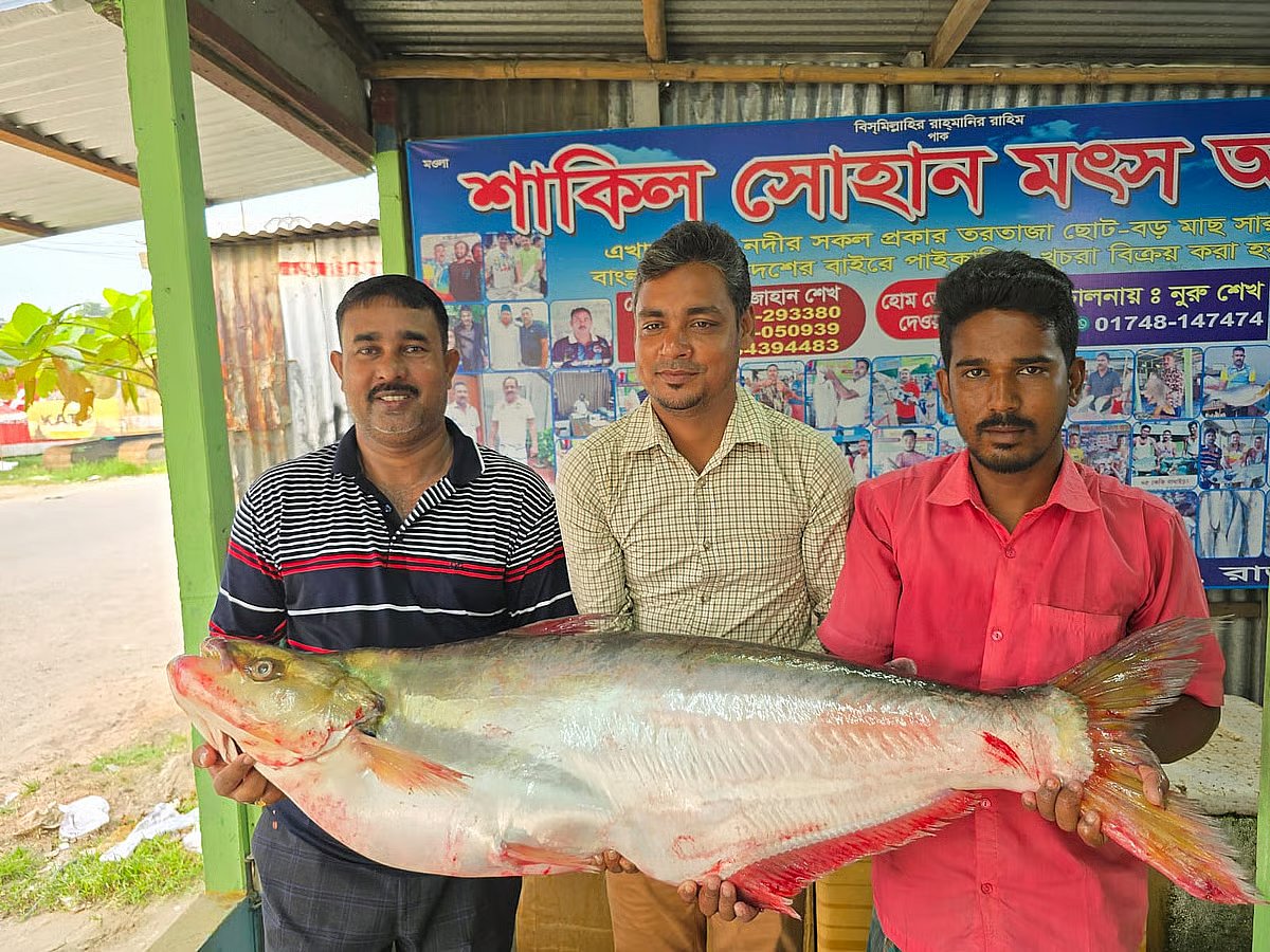 A nearly 11-kg endangered Dhai fish (Catfish), caught in the Padma River was sold forr Tk 46,000 in Rajbari on 29 September 2025.