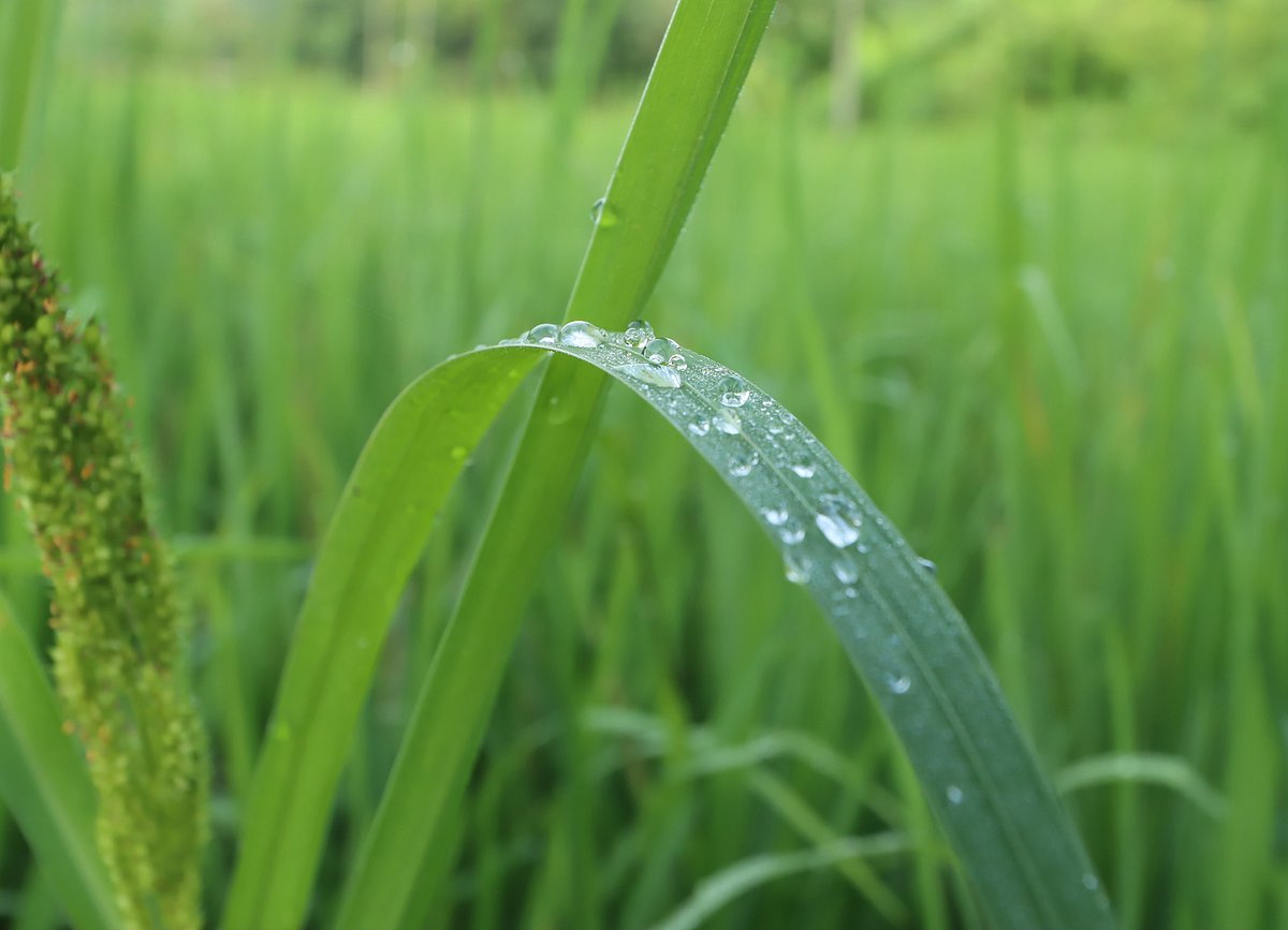 Dewdrops on paddy leaves. Tripura Chhara Mukh, Kaptai, Rangamati, 1 October.