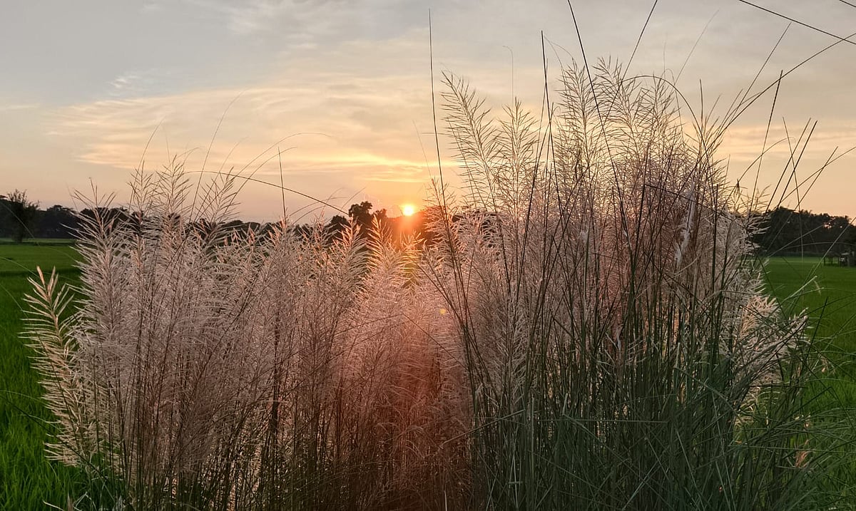 The sun behind the kash flowers. Balipara, Trishal, Mymensingh, 2 October.