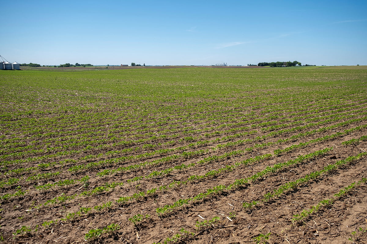 Soybean plants begin to show signs of growth at Mark Tuttle's soy farm in Somonauk, Illinois, US, 30 May 2024.