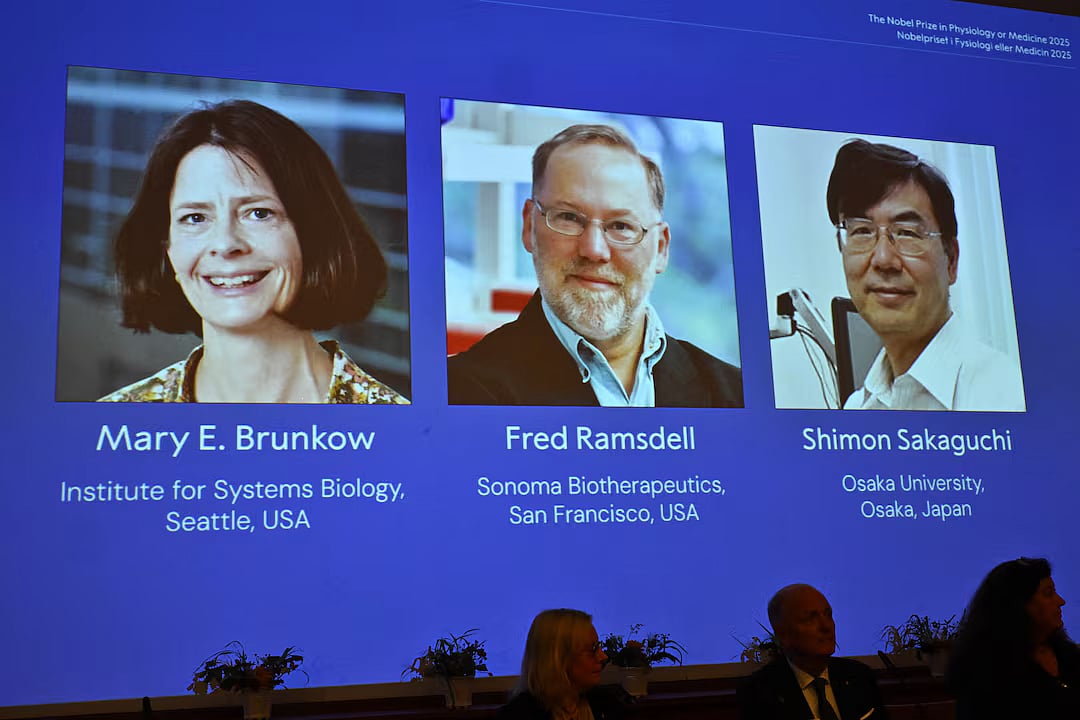 Mary E Brunkow, Fred Ramsdell and Shimon Sakaguchi are awarded this year's Nobel Prize in Medicine or Physiology. The Nobel Assembly at Karolinska Institutet announce the Nobel Prize in Physiology or Medicine on 6 October, 2025, in Stockholm, Sweden.
