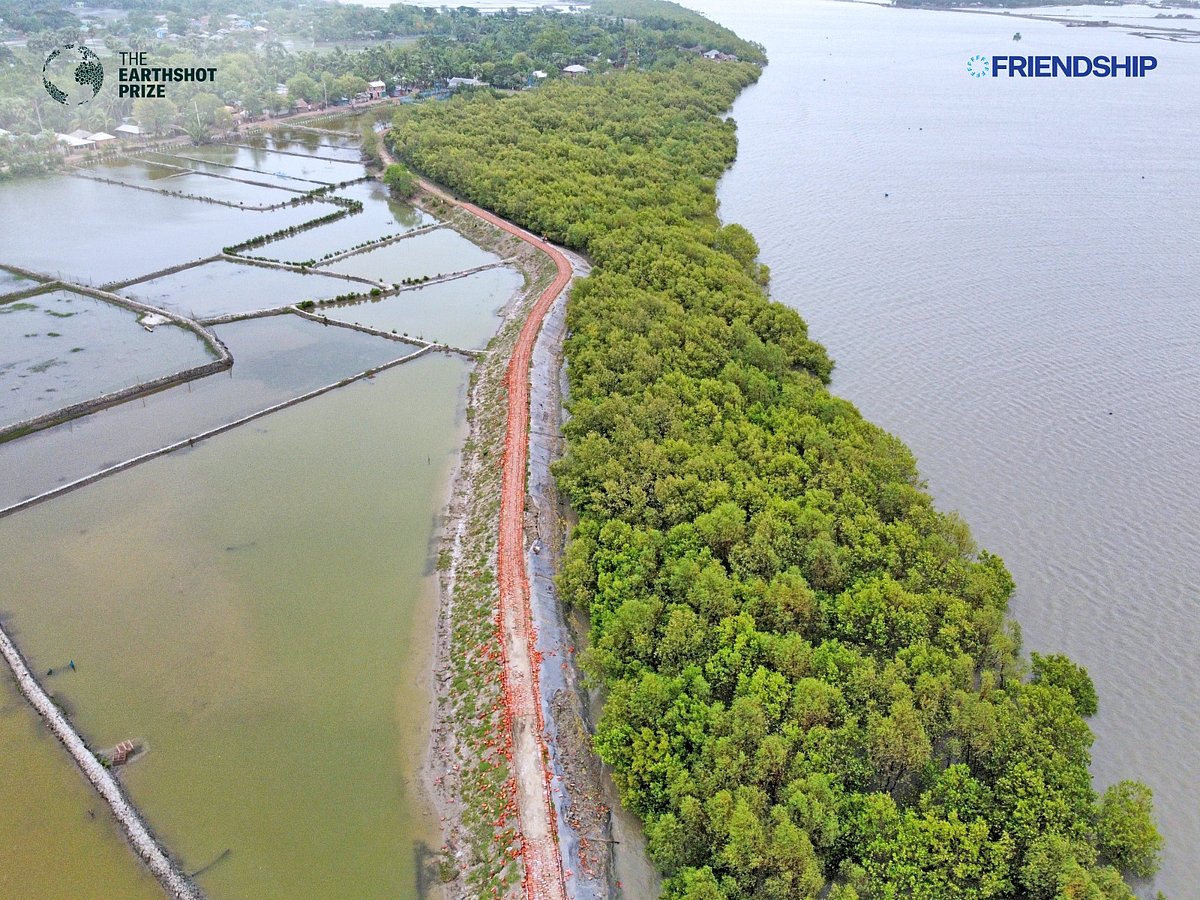 Mangrove belt