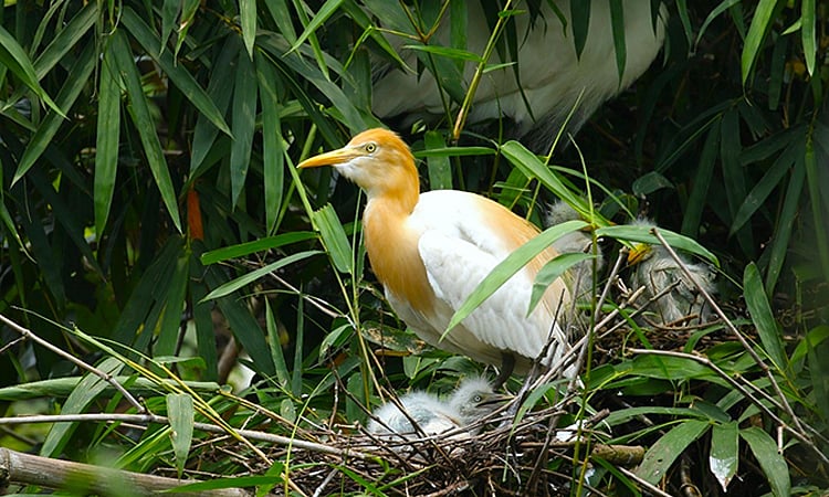 Study reveals 170,000 waterbirds in northern wetlands, urging urgent conservation and community action