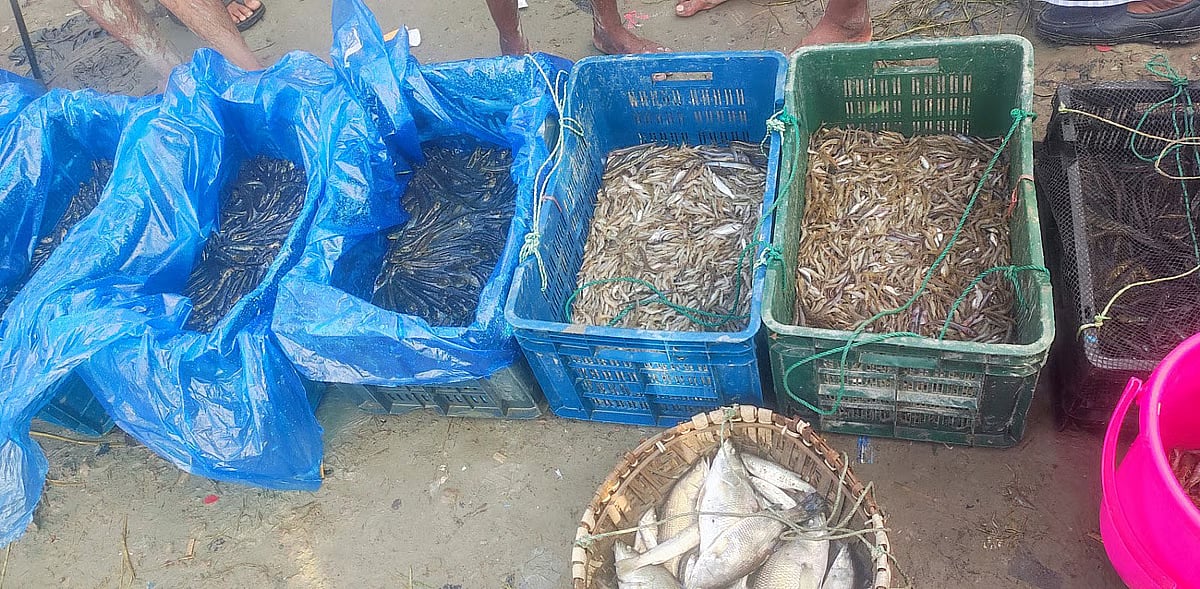 Farmers display fish ready for sale at the local market in Sandwip upazila, Chattogram on 10 October 2025.