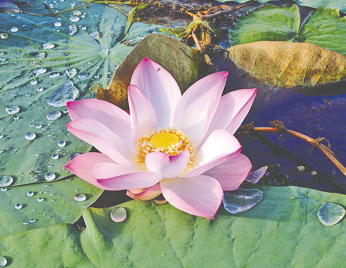 A lotus om full bloom in a waterbody at Burichang, Cumilla.