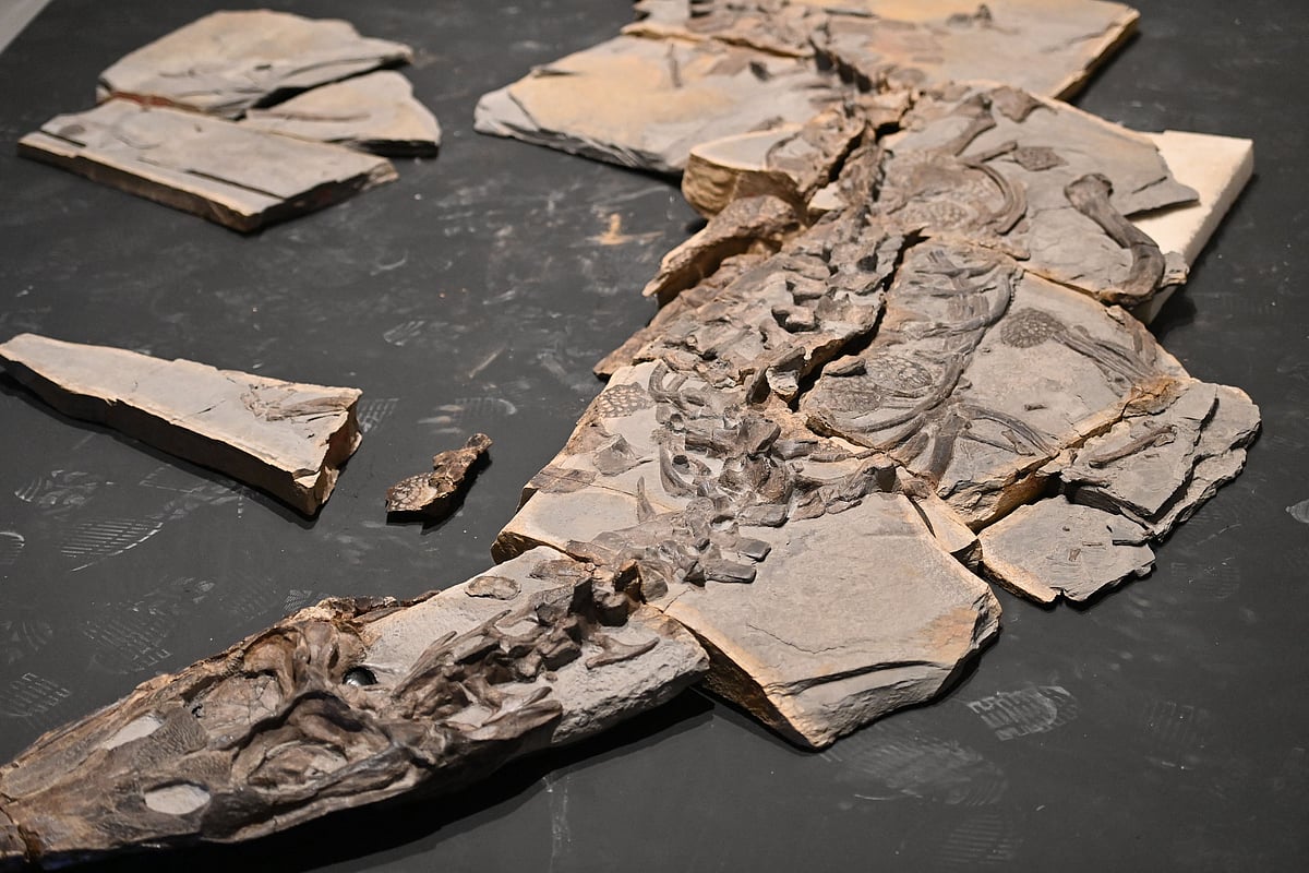 A photo shows part of the fossil of a 5-meter-long Jurassic saltwater crocodile dating back 180 million years, discovered in the Herault department following excavations from 2017 to 2020, at the Lodeve Museum, on 10 October, 2025.