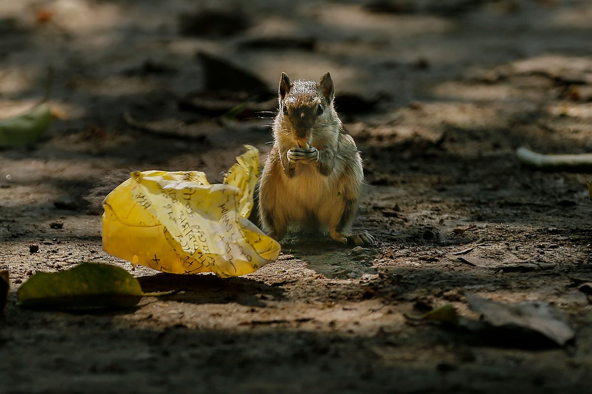 An inquisitive squirrel explores a discarded paper packet of jhal muri (spicy puffed rice) at BL College, Khulna, 16 October.