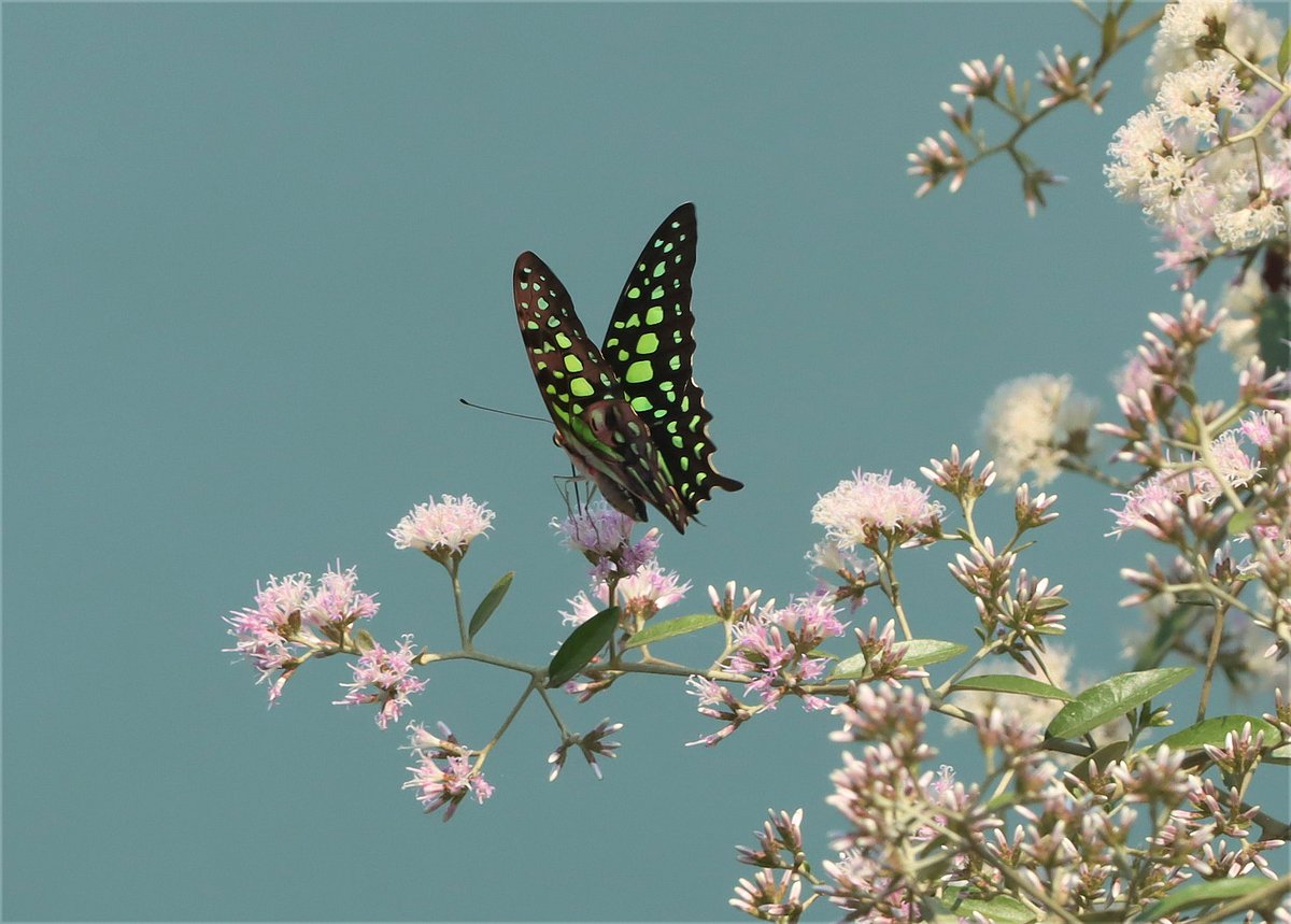 A colourful butterfly sipping nectar from a wildflower. Kata Chhori, Rangamati, 18 October.