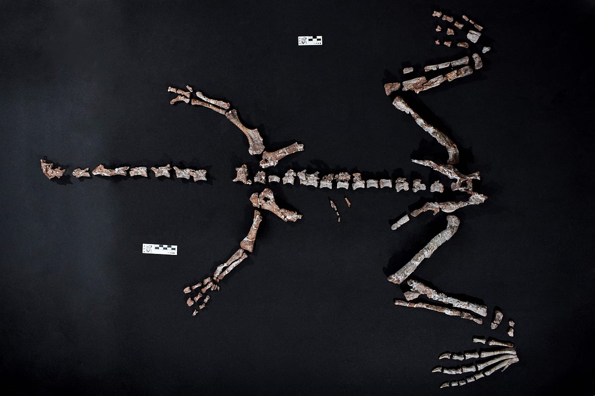 Handout picture released by Argentina's CONICET shows fossil bones of a Huayracursor jaguensis - at the paleontology laboratory of Crilar in Anillaco, La Rioja province, Argentina, on 10 October, 2025.