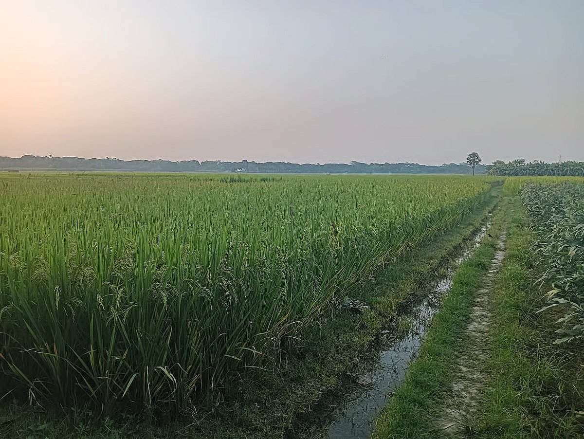 Paddy has been cultivated on the land of former MP Ranjit Kumar Roy in Jashore. The photo was taken on 15 October 2025.
