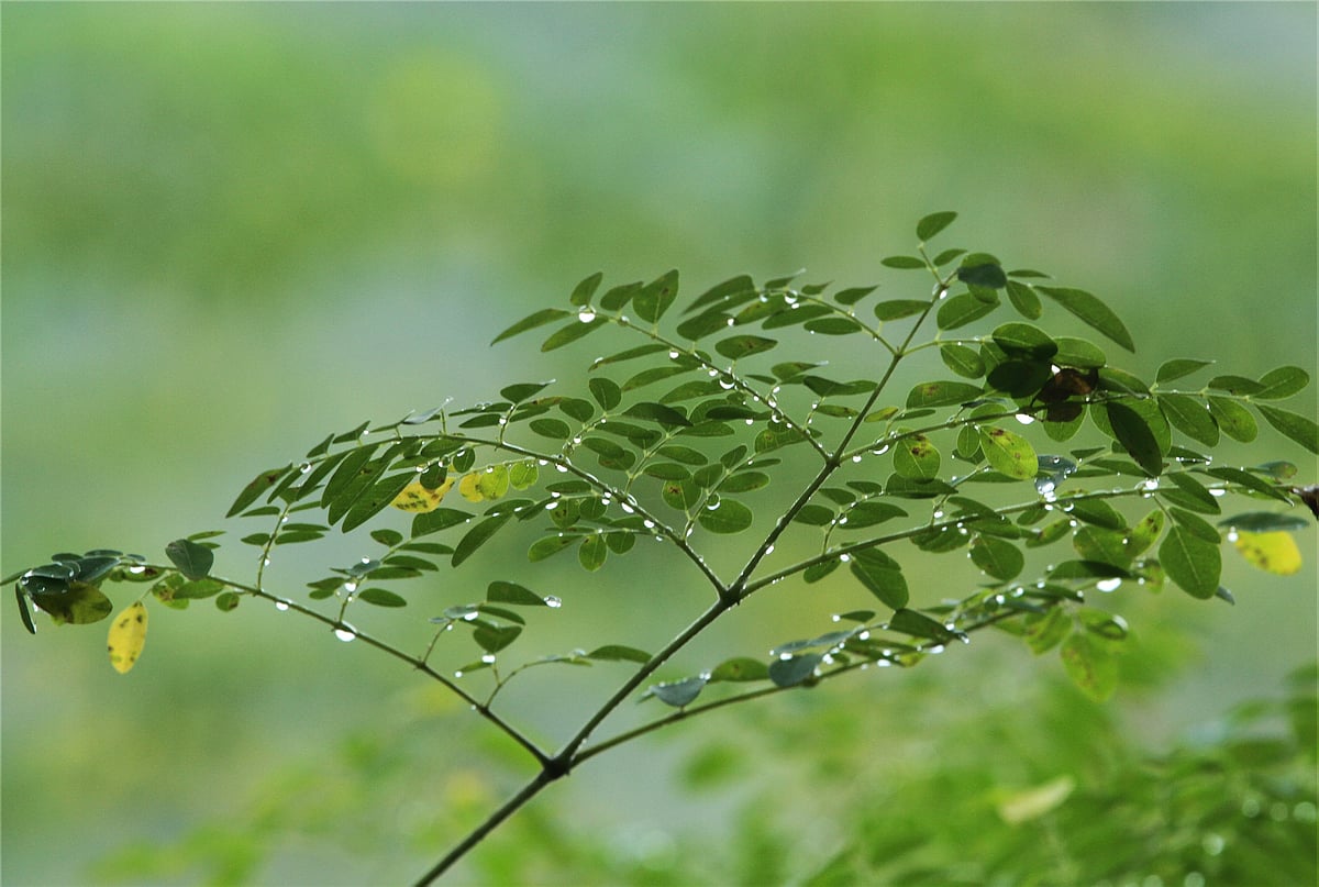 Dewdrops settle delicately on the leaves of a moringa tree. Banghal Halia, Rangamati, 20 October.