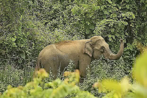 Photo shows an elephant