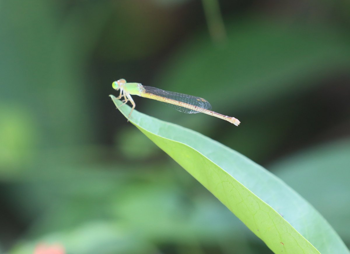 A tiny dragonfly perched on a leaf. Surabhi Udyan, Rangpur, 25 October.