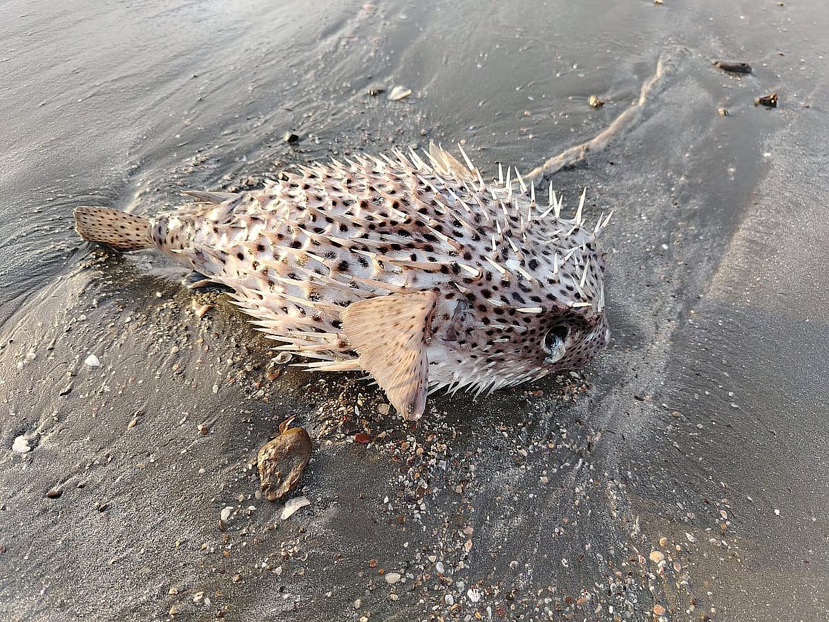 A long-spine porcupinefish washed ashore on the beach of Cheradia in St. Martin’s Island, Cox’s Bazar. This species of pufferfish inhabits the shallow waters of the island’s coral reefs. Md. Kamrul Hasan, an official of the Department of Environment, took the photo on 17 October 2025.